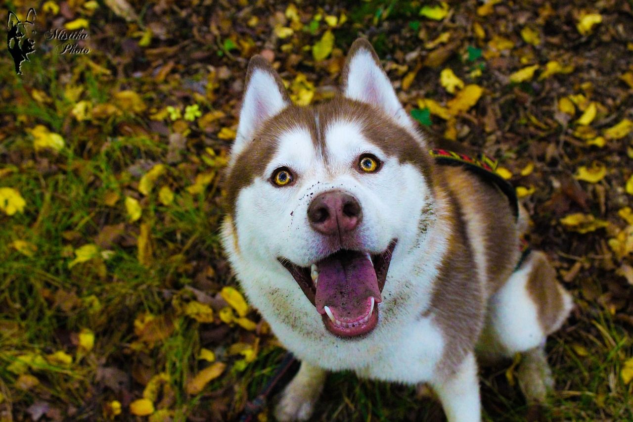 Dicas para tutores de Husky ficarem atentos !