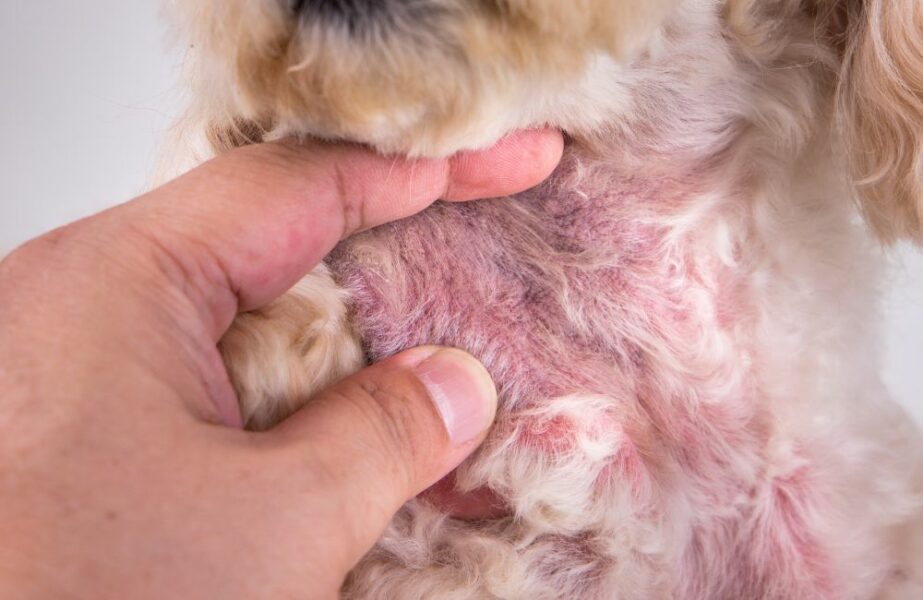 Sinais clínicos de alergia, saiba como tratar!