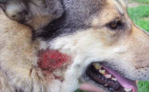 Saiba agora como prevenir alergias em seu pet