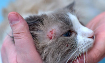 Alergias mais comuns em gatos