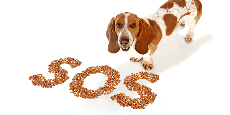 Cuidados com a pele do seu pet e alivio de coceiras !