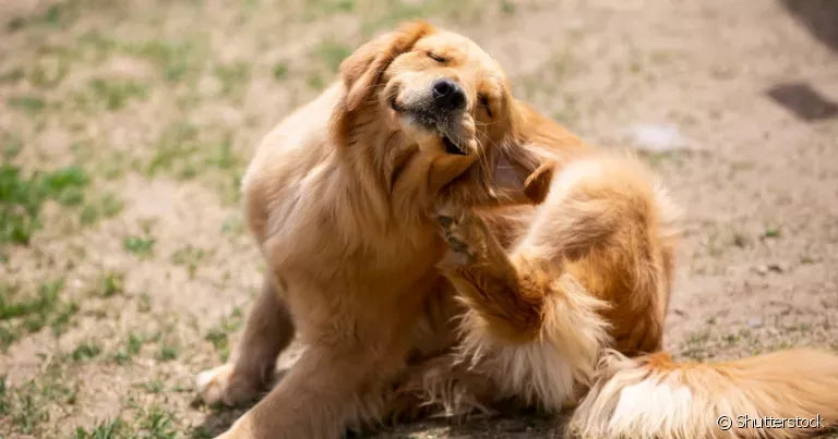 Como é a pele de um cão com alergia e como tratar ?