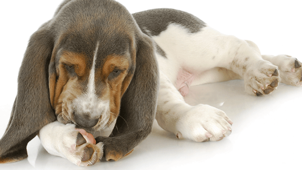 Seu pet lambe muito as patas? Saiba o que fazer!