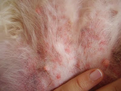 Tratamento para cães com alergia a lâmina