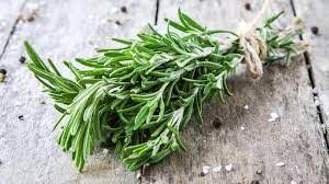 O poder do alecrim na pele do pet