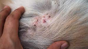 Pele de cachorro descamando: o que pode ser?