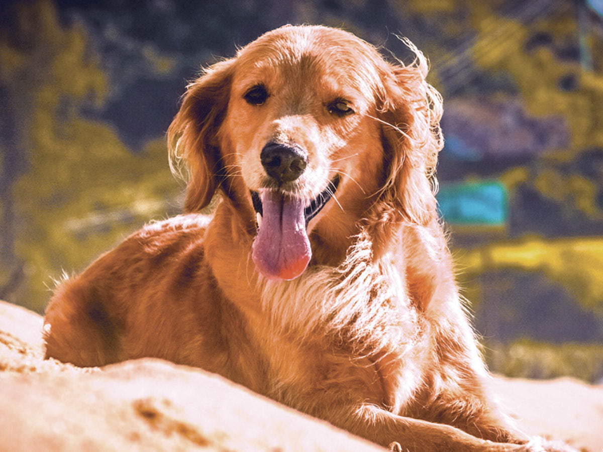 Importância do Cuidado com a pele do cão