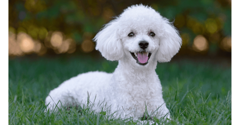 Top 5 Raças de cães Hipoalérgicas