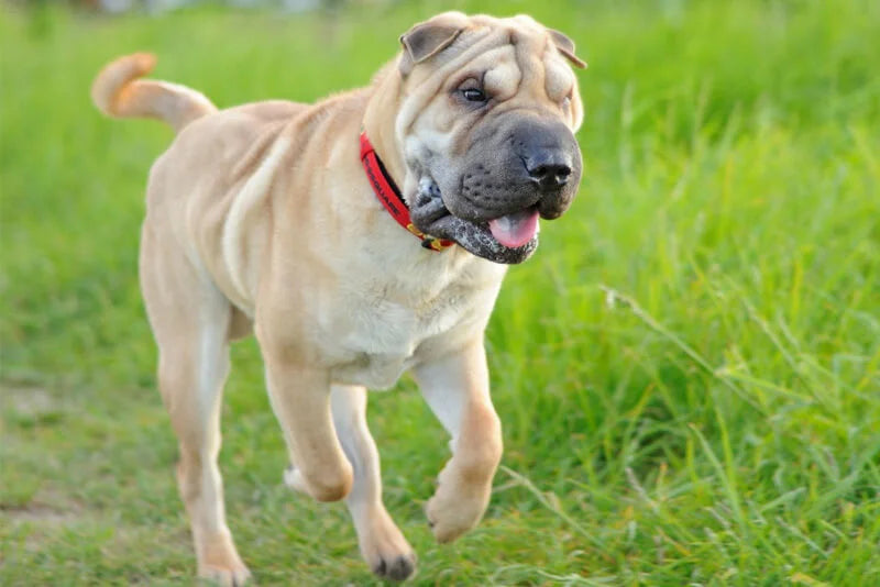 Dobras de pele do Shar-Pei podem trazer problemas dermatológicos