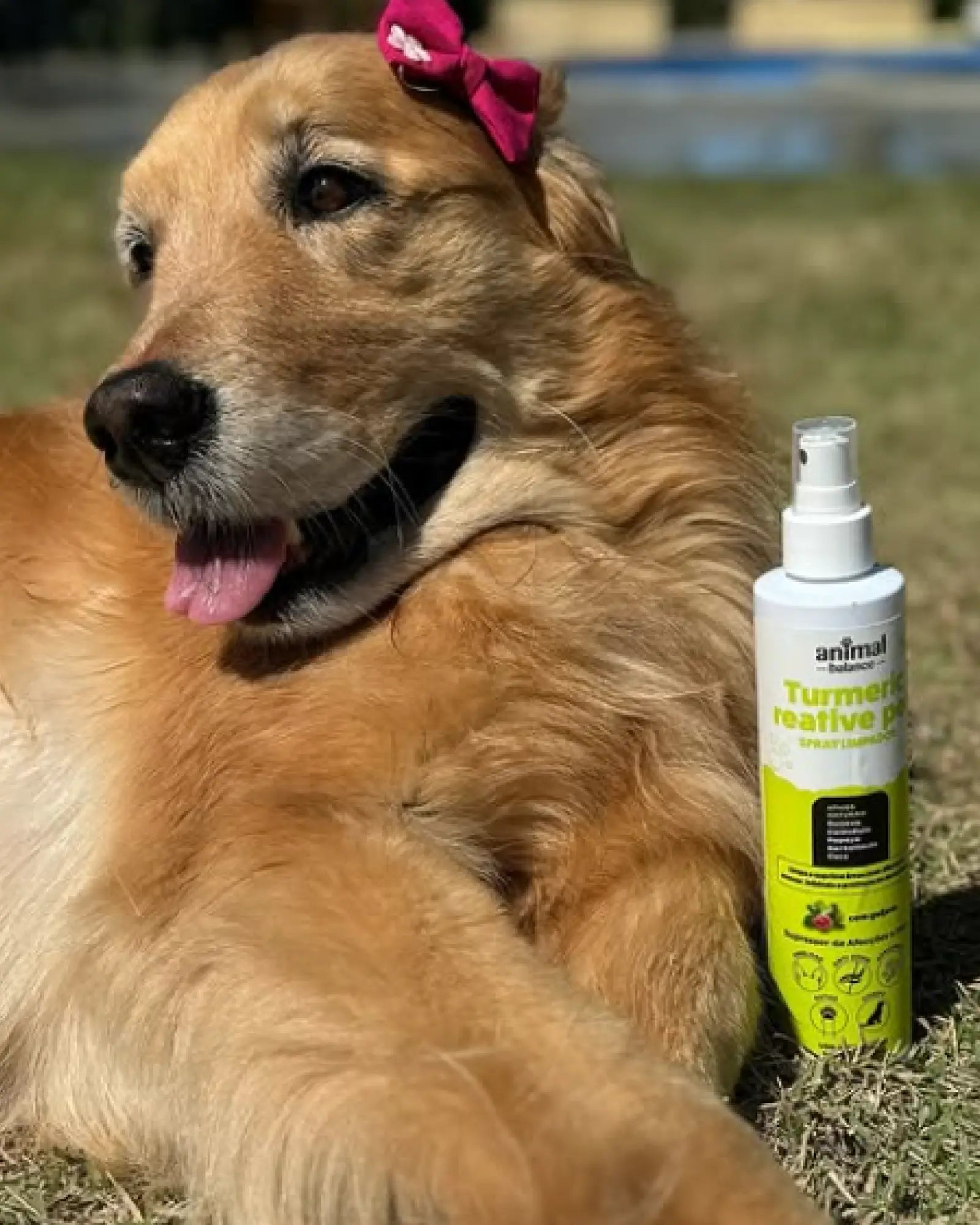 Spray Limpador - Bactericida, Anti Odor, Calmante - Psidium, Calêndula e Aloe - 240ml