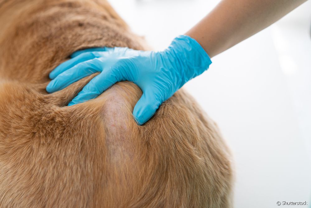 Você sabe o que é a alopecia canina ? Veja como tratar !