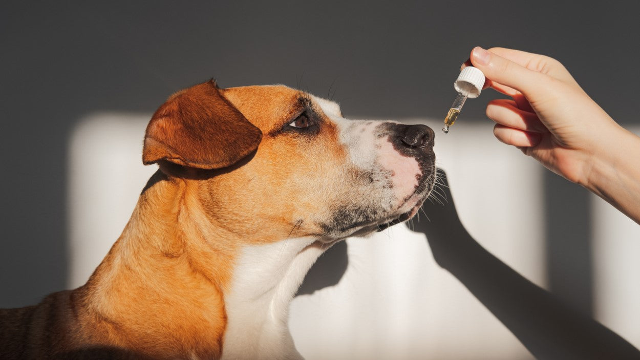 Óleo de copaíba auxiliando na saúde dos pets, Veja isso !