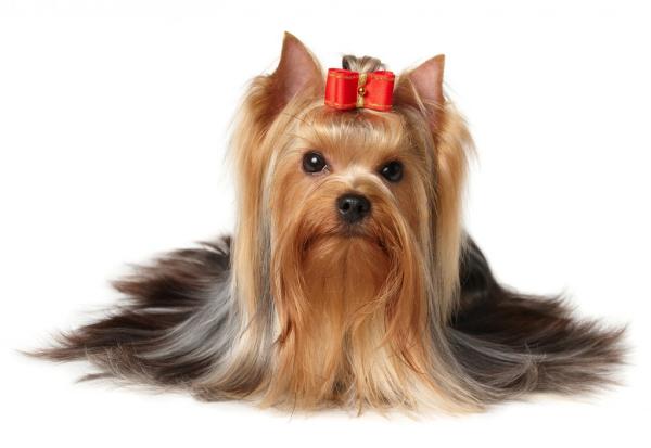 Qual é o tipo de pelagem do seu cão ?