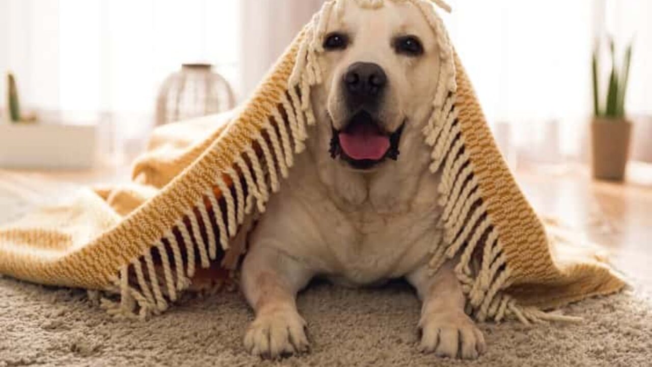 Benéficos do copaíba para seu pet