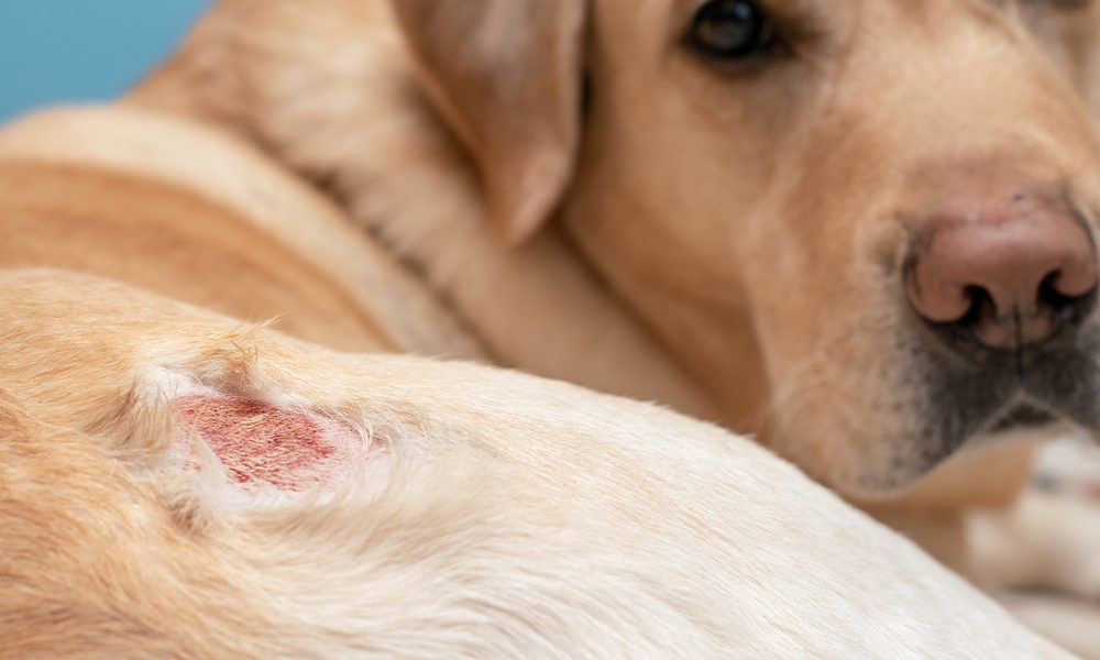 Sarna Demodécica em cães, saiba como tratar !
