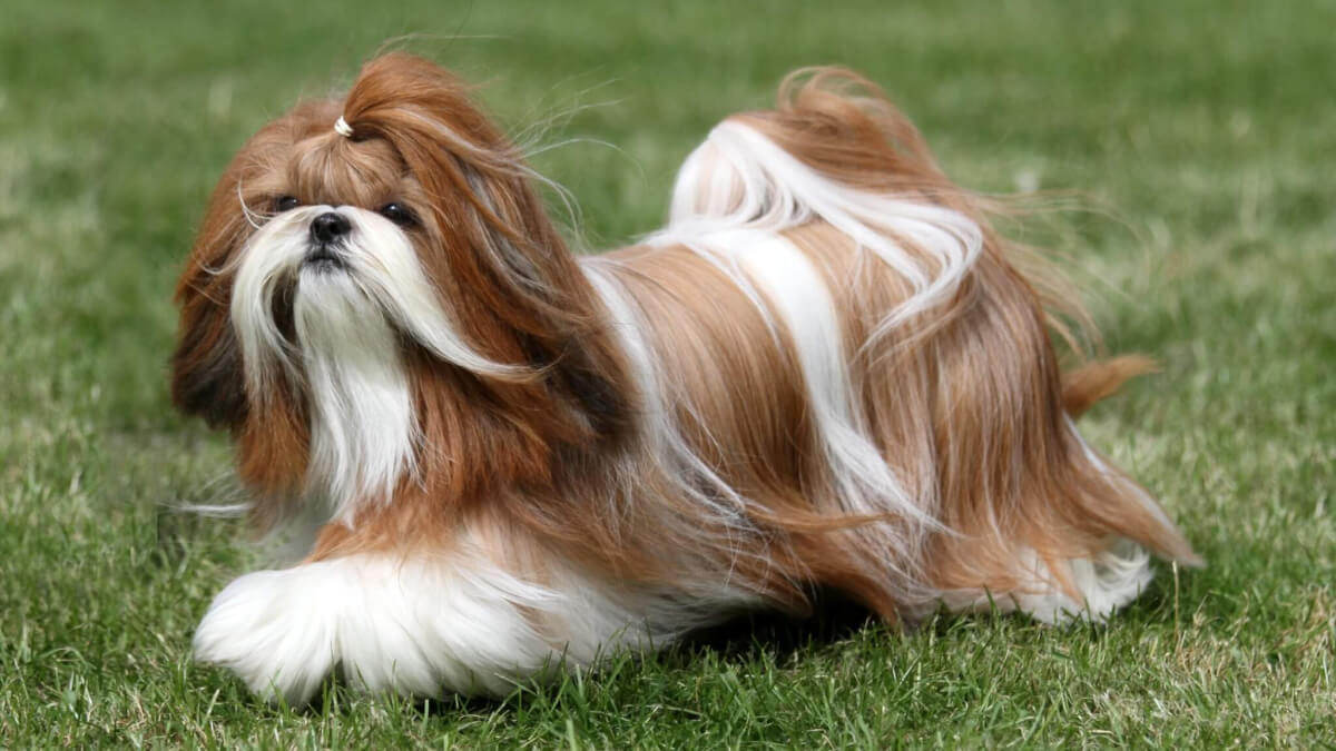 As doenças mais comuns em Shih-Tzu
