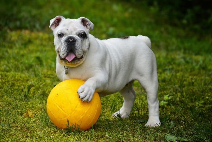 Alergia em cães com pelagem curta