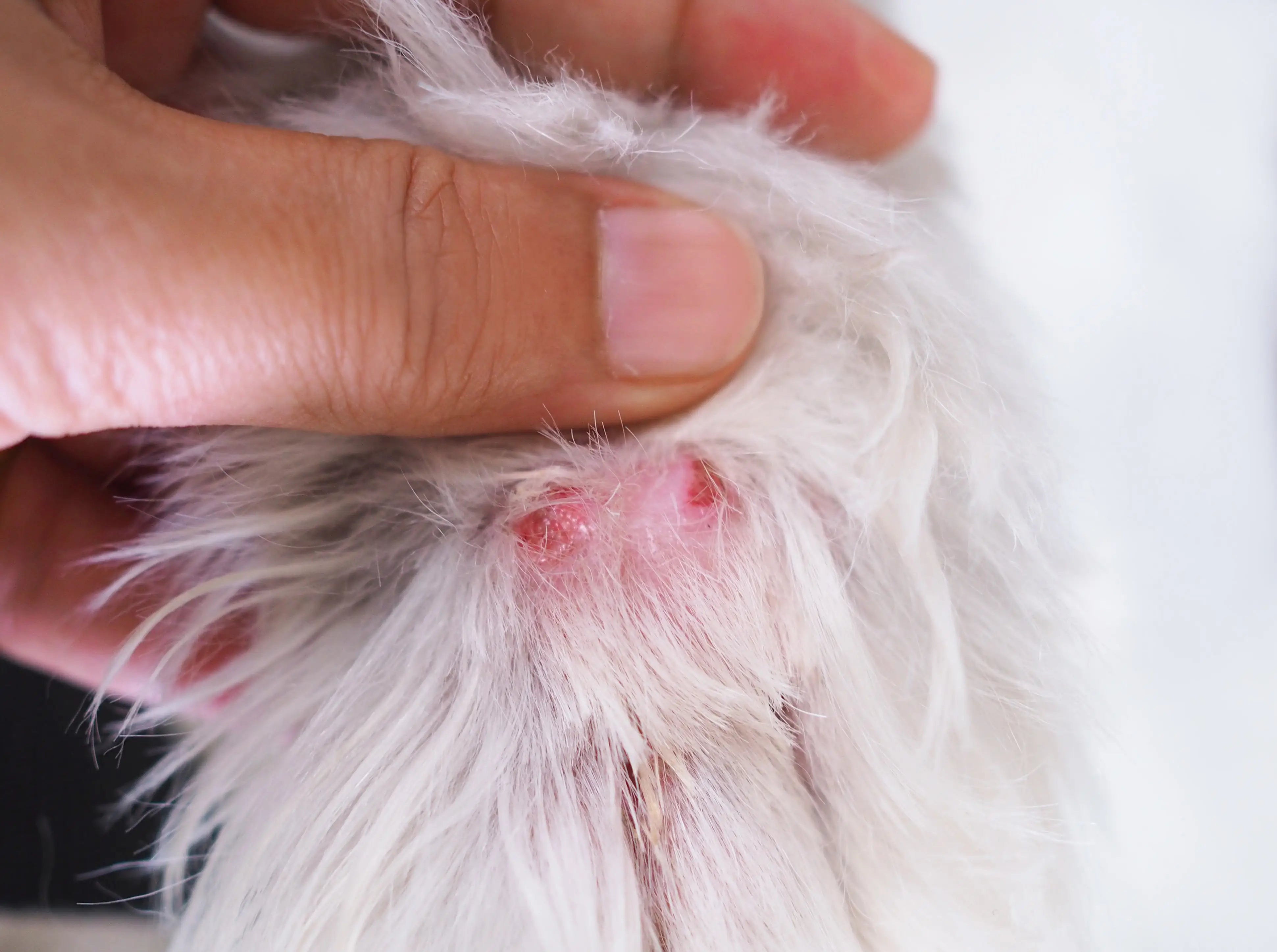 Impulsionando a Saúde de seu Pet: Omega-3 para Dermatite em Cães